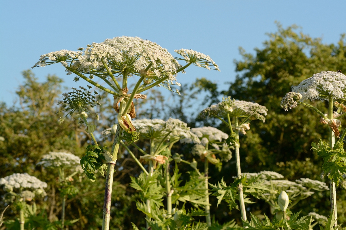 David Plant Photography - Wildlife Photography - Giant hogweed - A.jpg - Giant hogweed plants - Hertfordshire