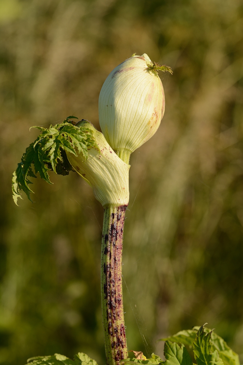 David Plant Photography - Wildlife Photography - Giant hogweed - C.jpg - Giant hogweed bud - Hertfordshire