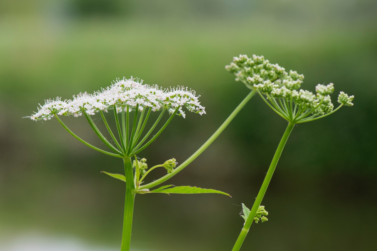 David Plant Photography - Wildlife Photography - Ground elder - C.JPG - Ground elder flowerhead - Cambridgeshire