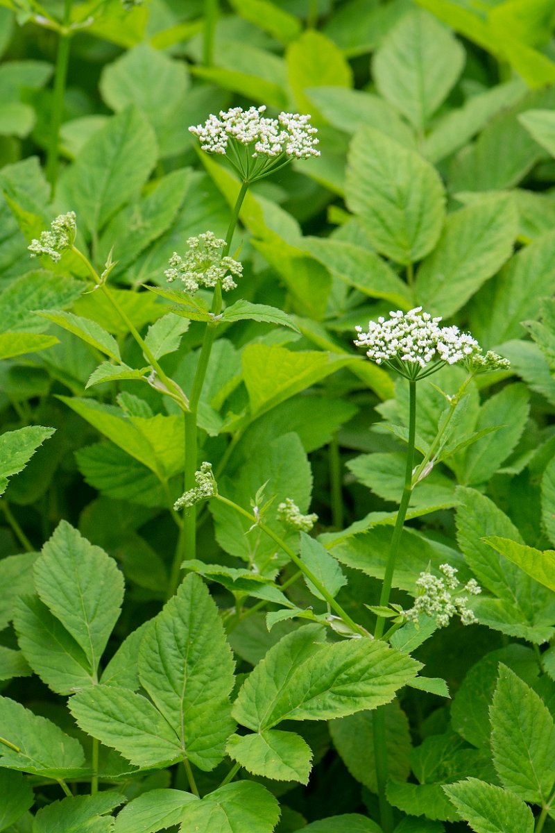 David Plant Photography - Wildlife Photography - Ground elder - D.JPG - Ground elder - Cambridgeshire