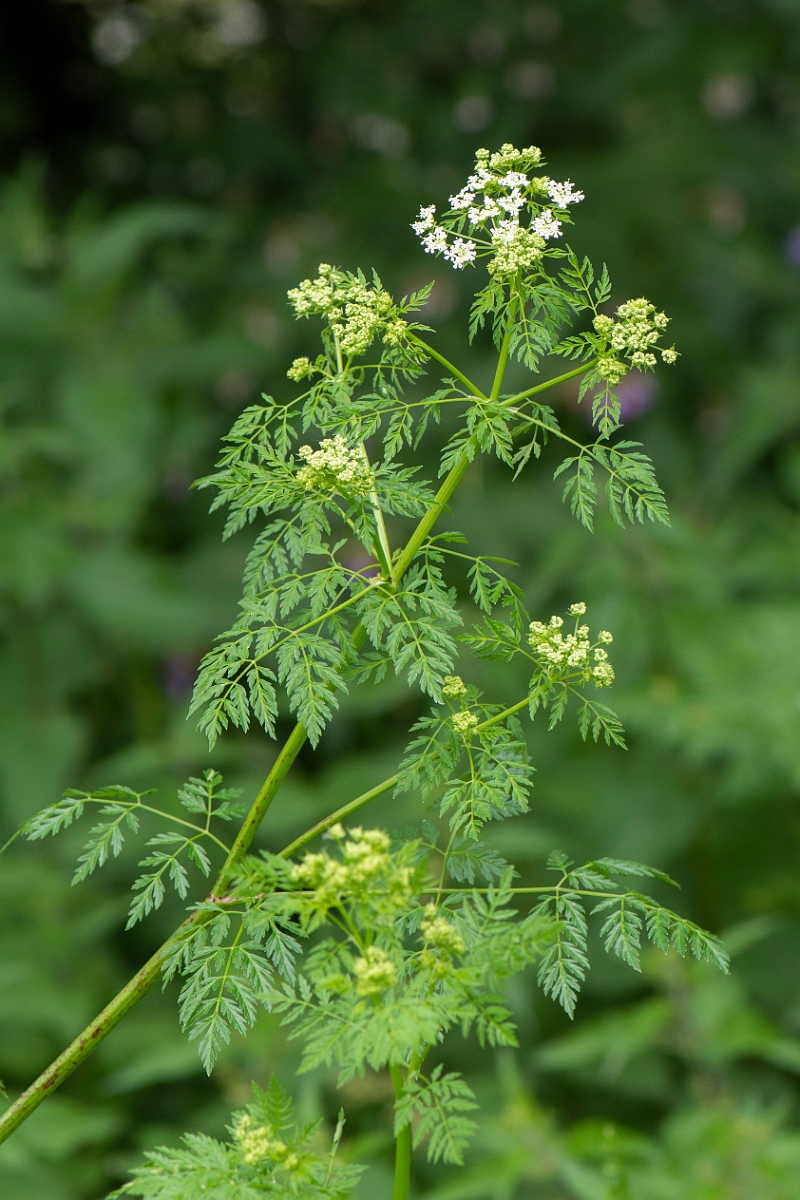 David Plant Photography - Wildlife Photography - Hemlock - A.JPG - Hemlock - Cambridgeshire