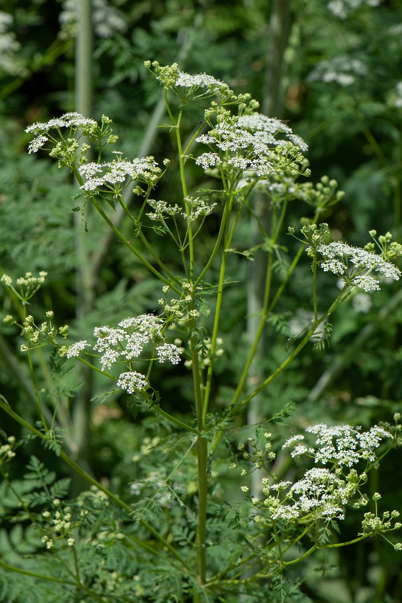 David Plant Photography - Wildlife Photography - Hemlock - B.JPG - Hemlock - Suffolk