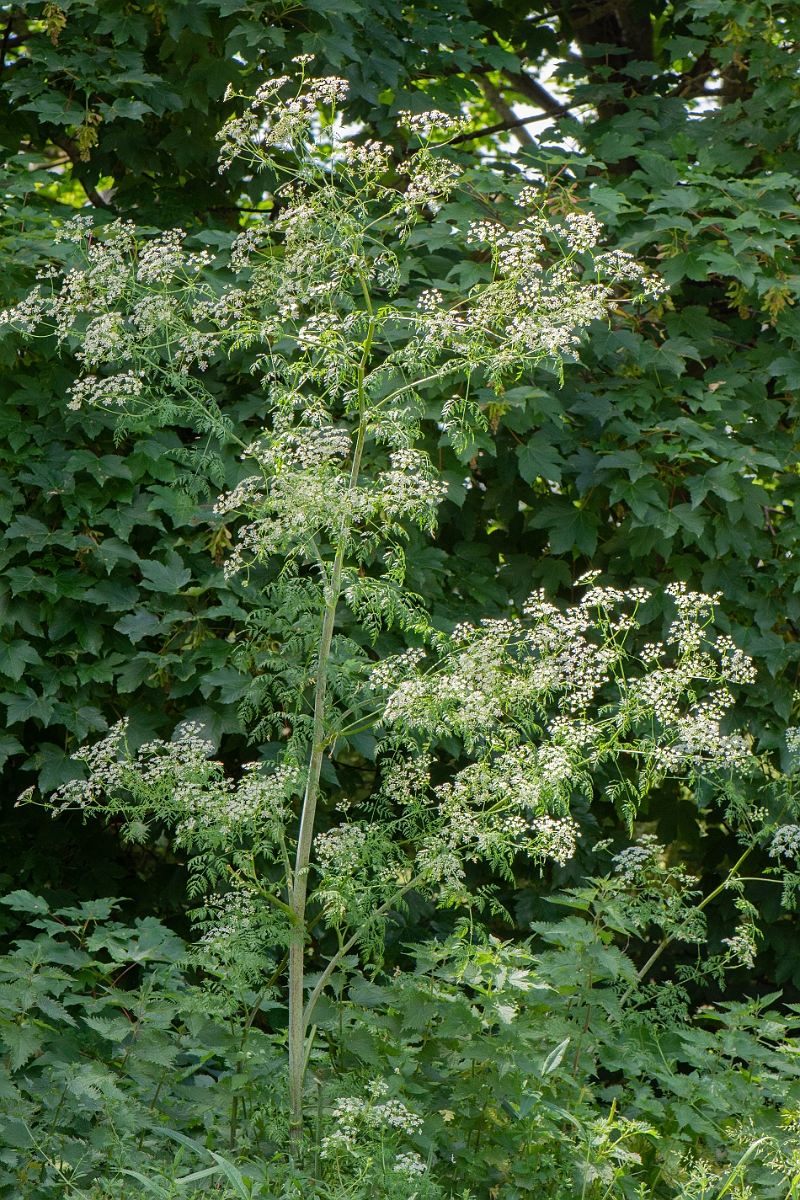 David Plant Photography - Wildlife Photography - Hemlock - C.JPG - Hemlock - Suffolk