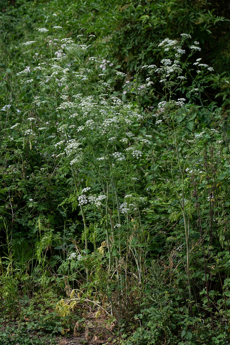 David Plant Photography - Wildlife Photography - Hemlock - D.jpg - Hemlock - Cambridgeshire