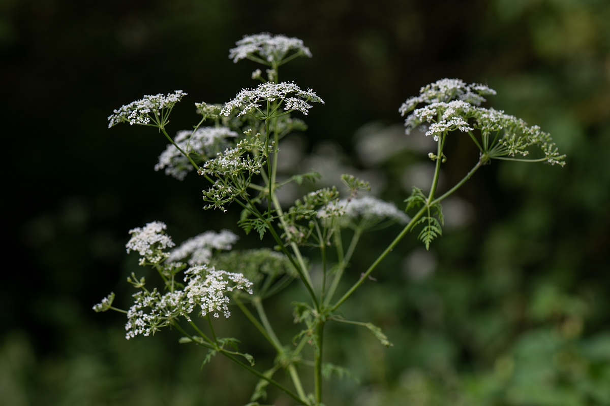 David Plant Photography - Wildlife Photography - Hemlock - E.jpg - Hemlock - Cambridgeshire