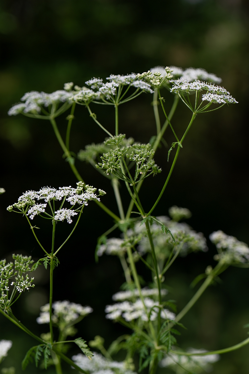 David Plant Photography - Wildlife Photography - Hemlock - G.jpg - Hemlock - Cambridgeshire