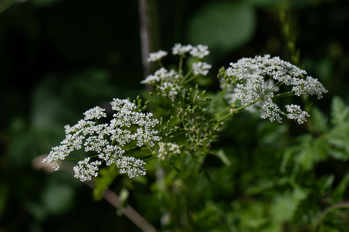 David Plant Photography - Wildlife Photography - Hemlock - I.jpg - Hemlock - Cambridgeshire
