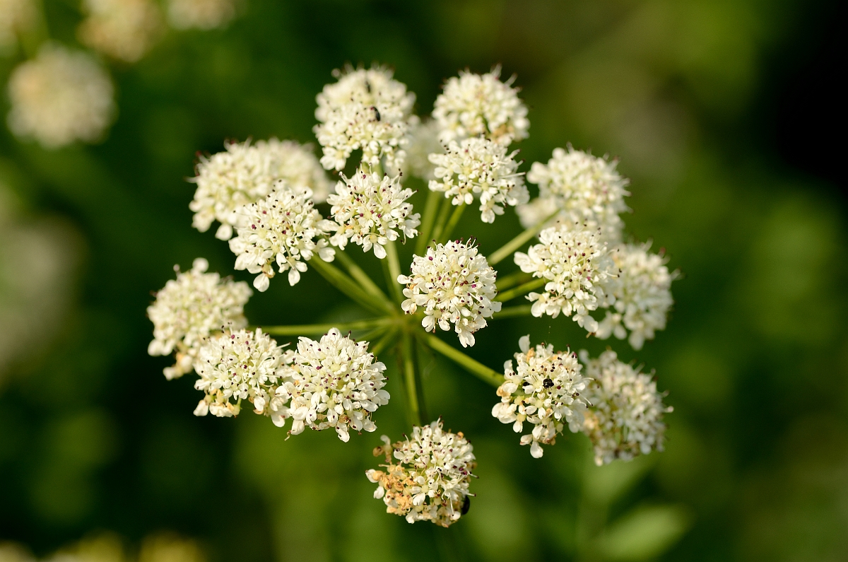 David Plant Photography - Wildlife Photography - Hemlock water-dropwort - A.jpg - Hemlock water-dropwort umbel - Kent