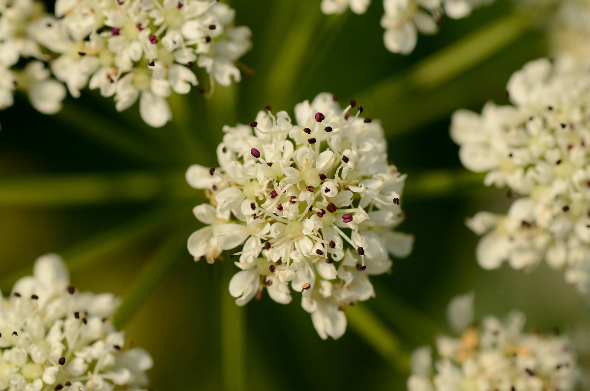 David Plant Photography - Wildlife Photography - Hemlock water-dropwort - B.jpg - Hemlock water-dropwort close-up - Kent
