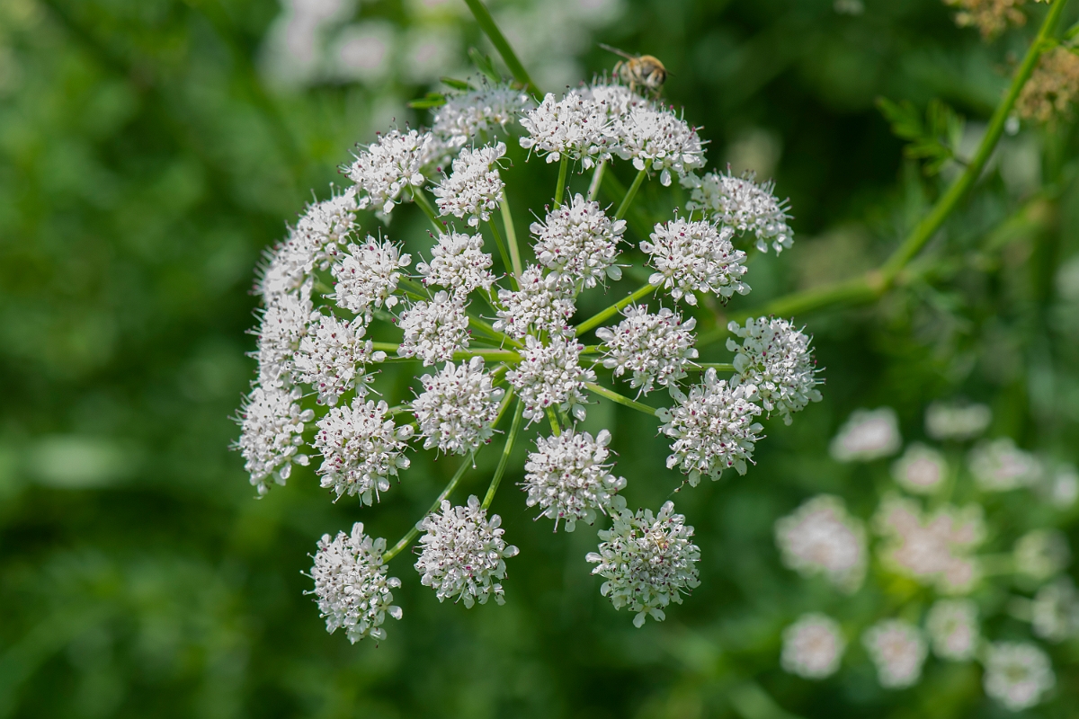 David Plant Photography - Wildlife Photography - Hemlock water-dropwort - C.JPG - Hemlock water-dropwort - Somerset