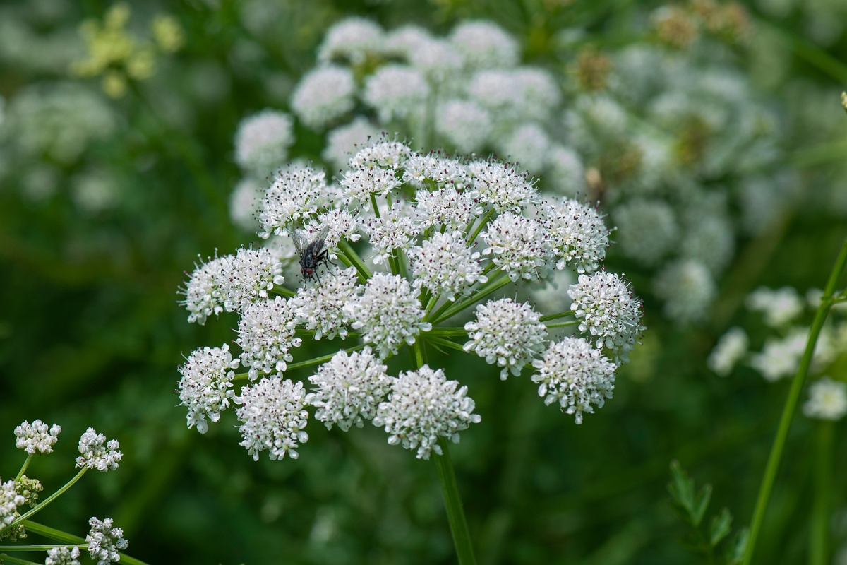 David Plant Photography - Wildlife Photography - Hemlock water-dropwort - D.JPG - Hemlock water-dropwort - Somerset
