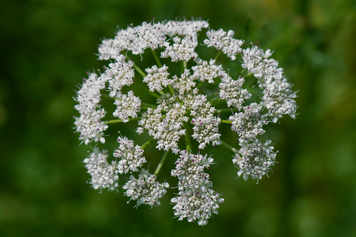 David Plant Photography - Wildlife Photography - Hemlock water-dropwort - E.JPG - Hemlock water-dropwort - Somerset