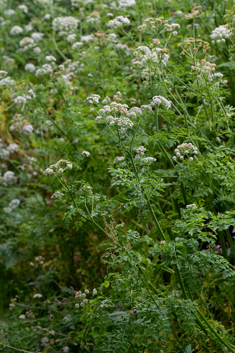 David Plant Photography - Wildlife Photography - Hemlock water-dropwort - F.jpg - Hemlock water-dropwort - Cornwall