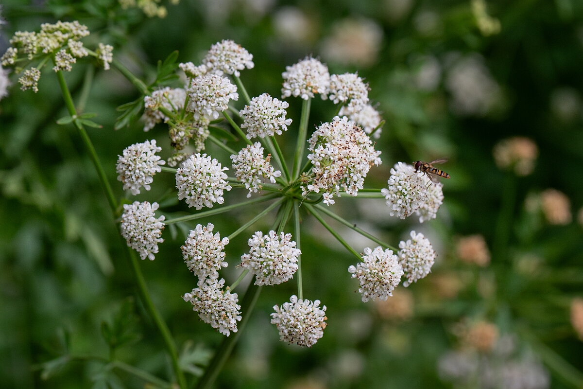 David Plant Photography - Wildlife Photography - Hemlock water-dropwort - G.jpg - Hemlock water-dropwort - Cornwall