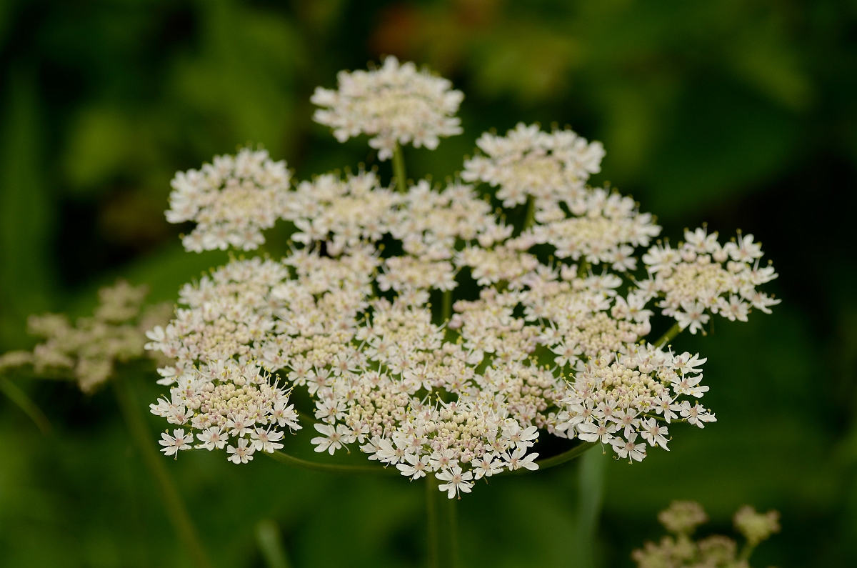 David Plant Photography - Wildlife Photography - Hogweed - A.jpg - Hogweed umbel - Solihull