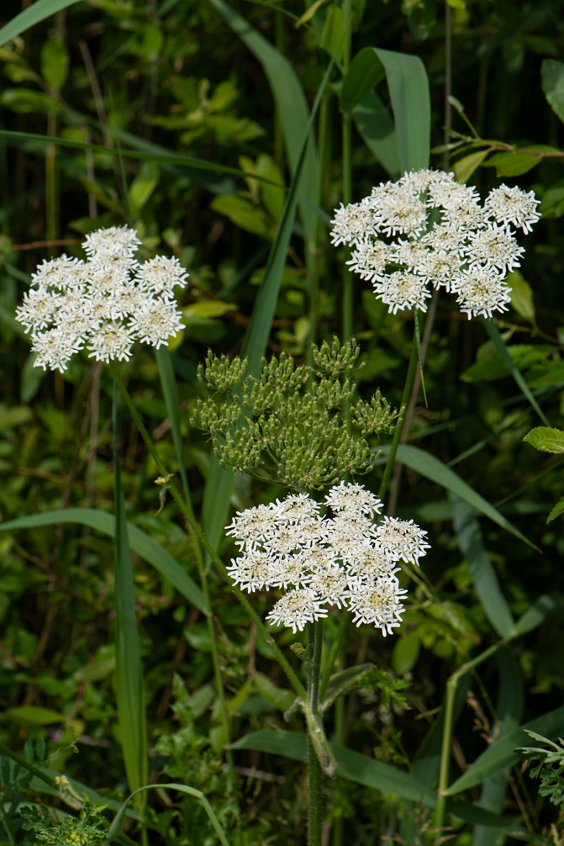 David Plant Photography - Wildlife Photography - Hogweed - C.JPG - Hogweed - Oxfordshire