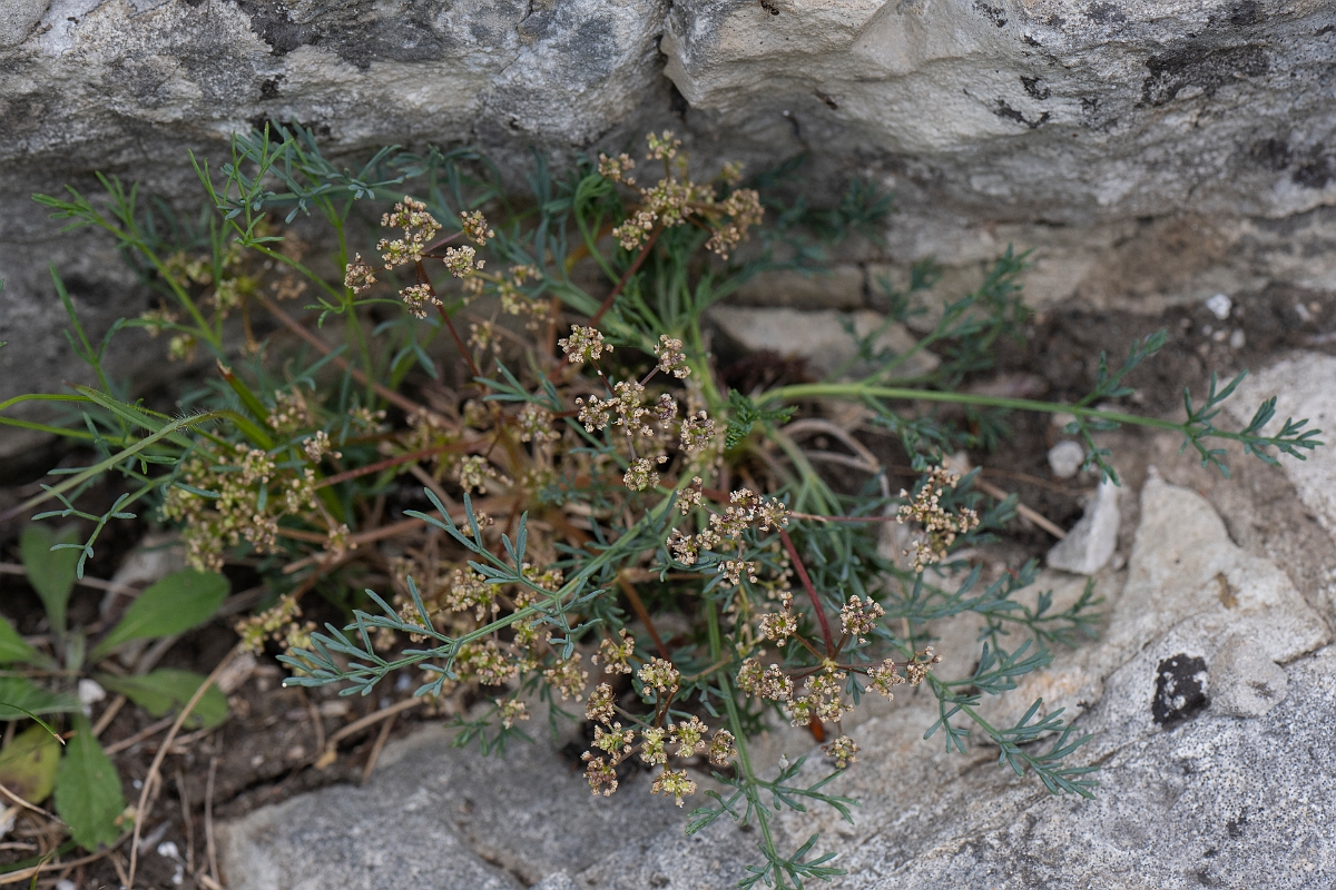 David Plant Photography - Wildlife Photography - Honewort - A.JPG - Honewort - Bristol