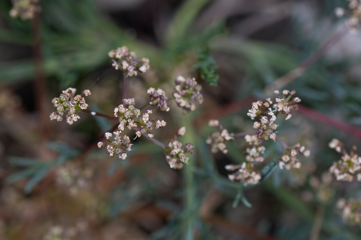 David Plant Photography - Wildlife Photography - Honewort - B.JPG - Honewort - Bristol