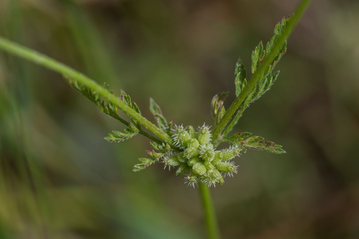 David Plant Photography - Wildlife Photography - Knotted hedge-parsley - D.JPG - Knotted hedge-parsley - Hertfordshire