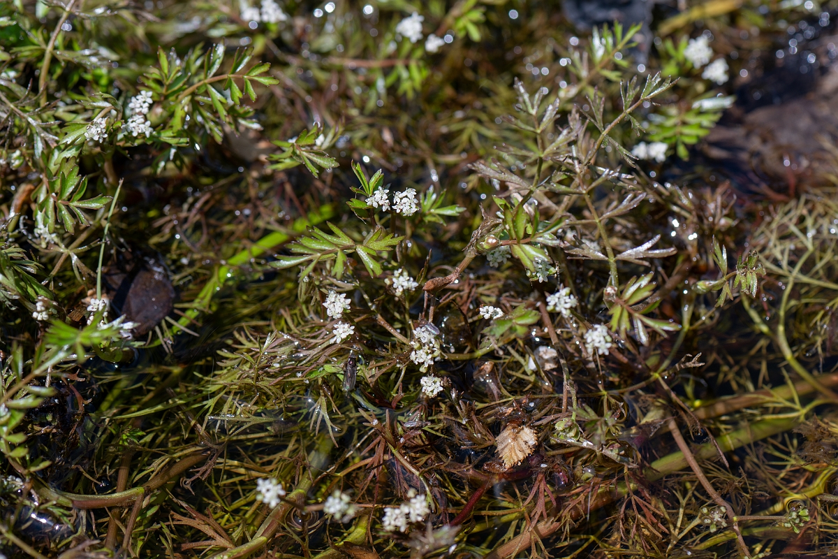 David Plant Photography - Wildlife Photography - Lesser marshwort - B.jpg - Lesser marshwort - Hampshire