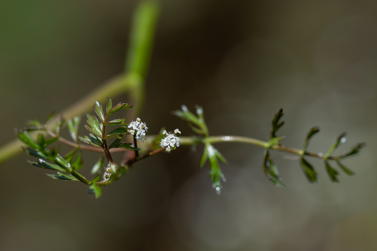 David Plant Photography - Wildlife Photography - Lesser marshwort - D.jpg - Lesser marshwort - Hampshire