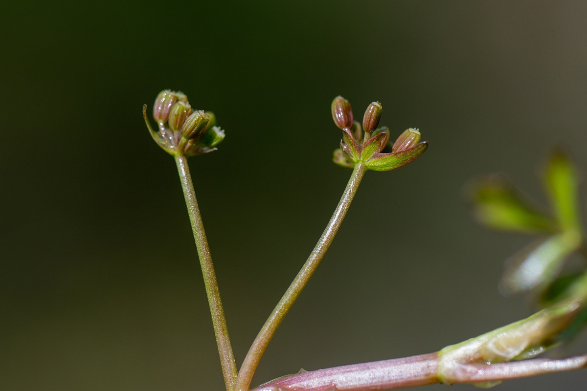 David Plant Photography - Wildlife Photography - Lesser marshwort - E.jpg - Lesser marshwort - Hampshire