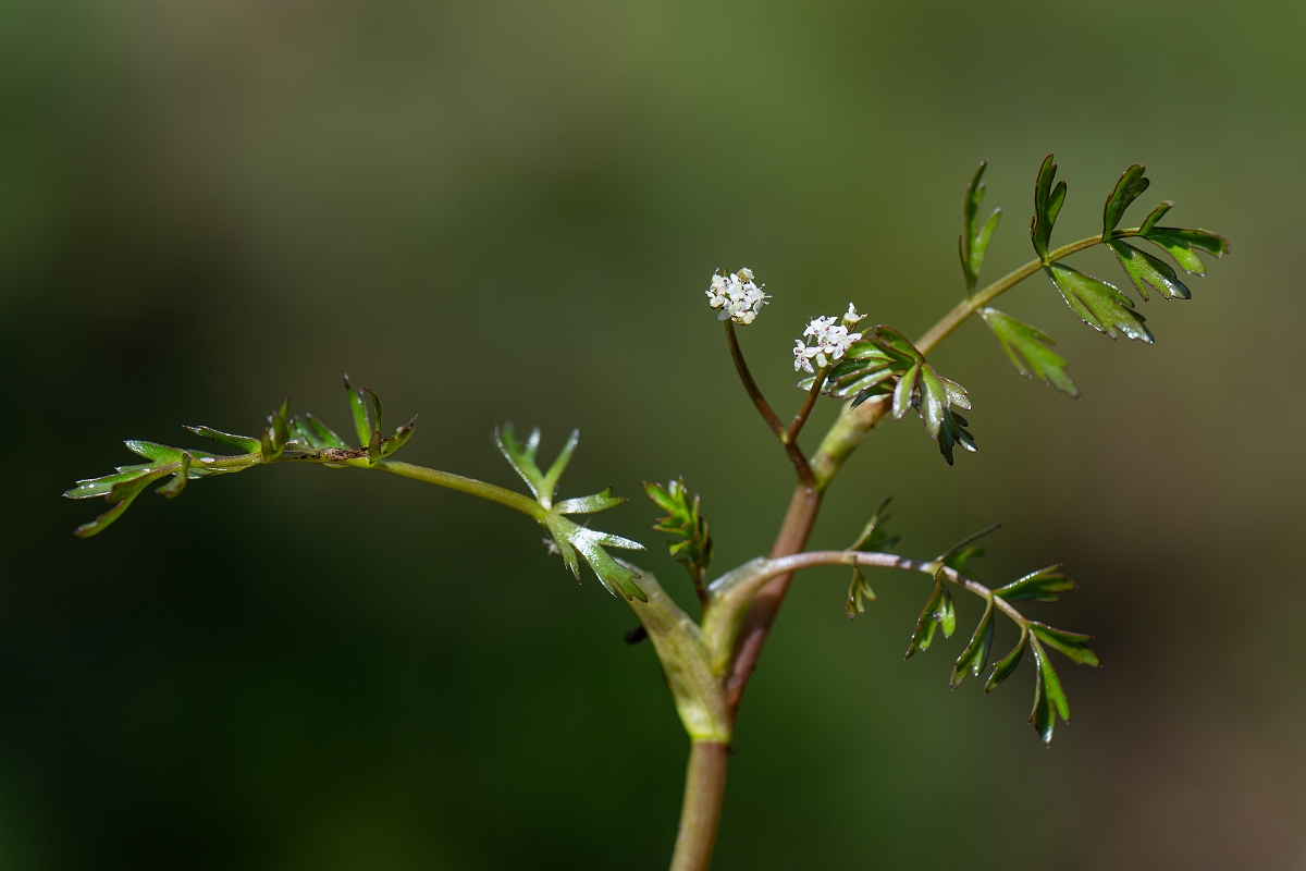 David Plant Photography - Wildlife Photography - Lesser marshwort - F.jpg - Lesser marshwort - Hampshire