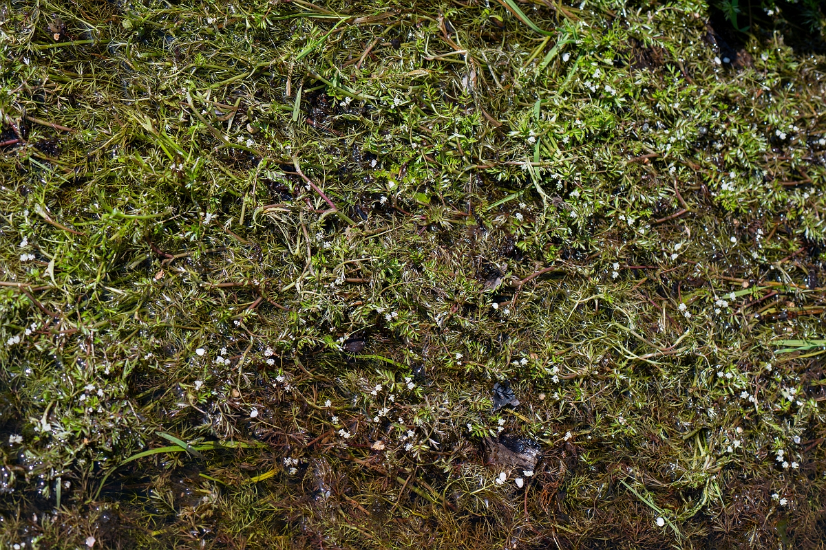 David Plant Photography - Wildlife Photography - Lesser marshwort - G.jpg - Lesser marshwort - Hampshire