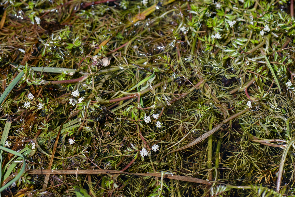 David Plant Photography - Wildlife Photography - Lesser marshwort - H.jpg - Lesser marshwort - Hampshire