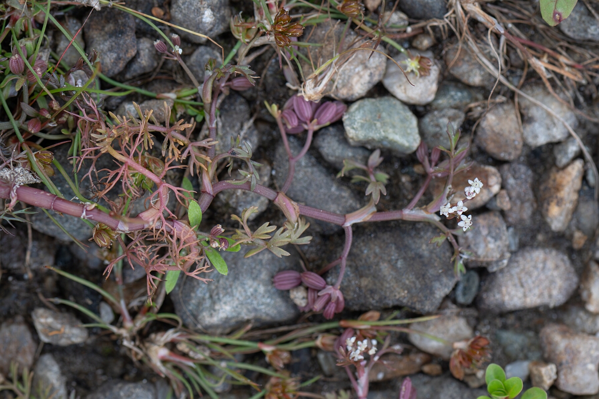 David Plant Photography - Wildlife Photography - Lesser marshwort - J.jpg - Lesser marshwort - Stirling