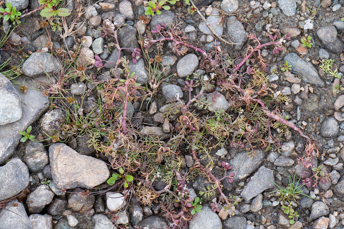 David Plant Photography - Wildlife Photography - Lesser marshwort - L.jpg - Lesser marshwort - Stirling