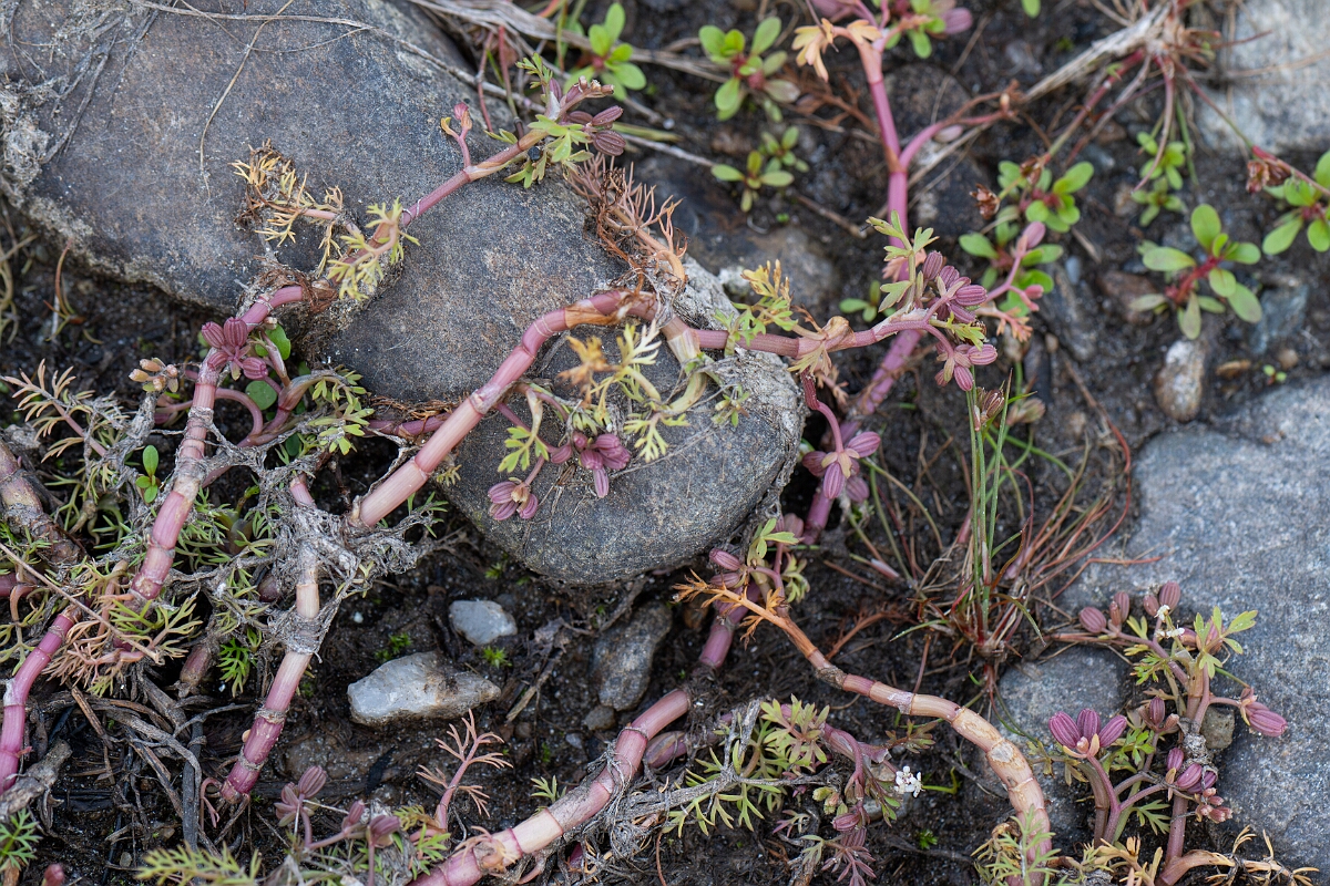 David Plant Photography - Wildlife Photography - Lesser marshwort - N.jpg - Lesser marshwort - Stirling