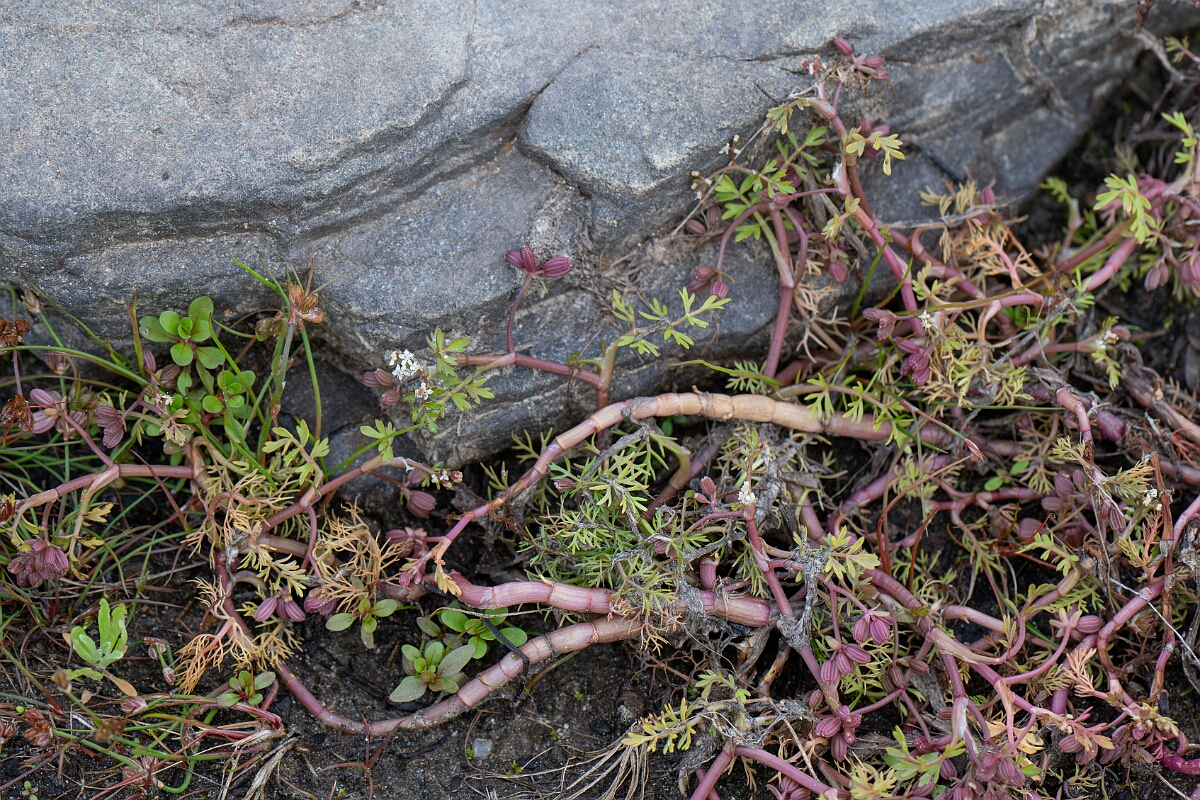 David Plant Photography - Wildlife Photography - Lesser marshwort - O.jpg - Lesser marshwort - Stirling