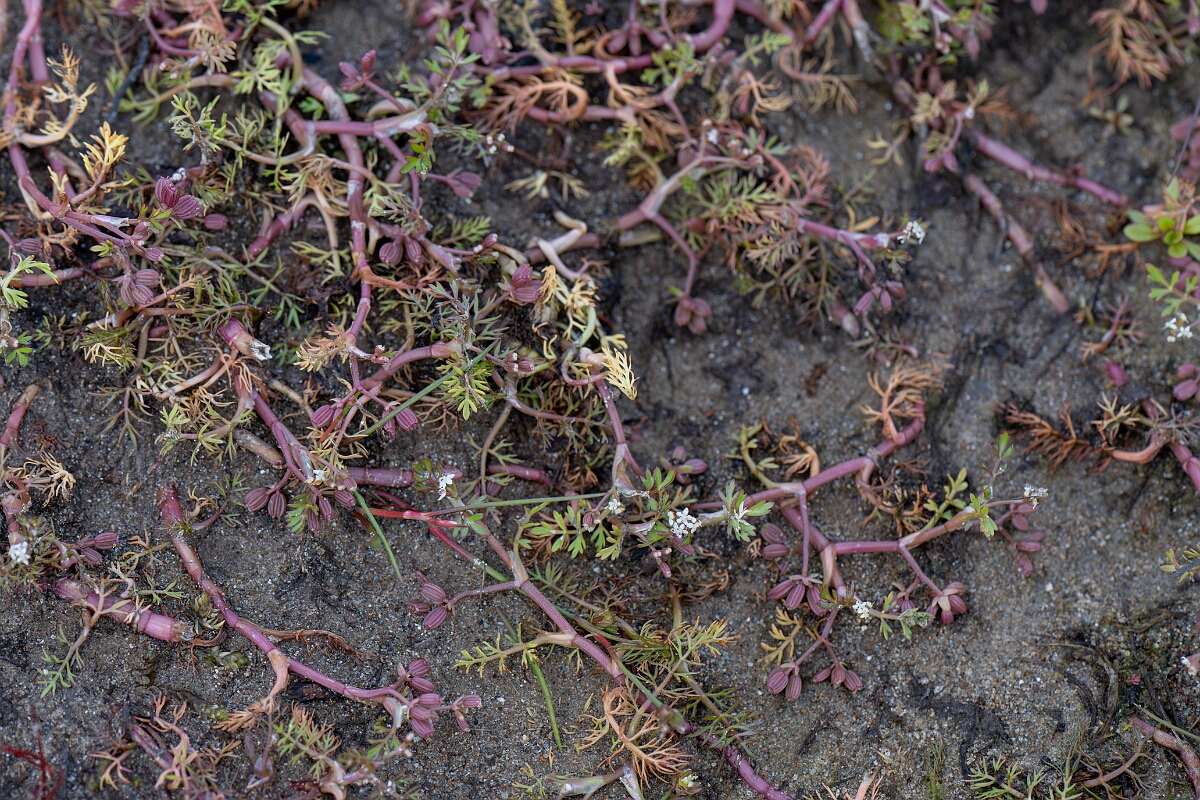 David Plant Photography - Wildlife Photography - Lesser marshwort - P.jpg - Lesser marshwort - Stirling
