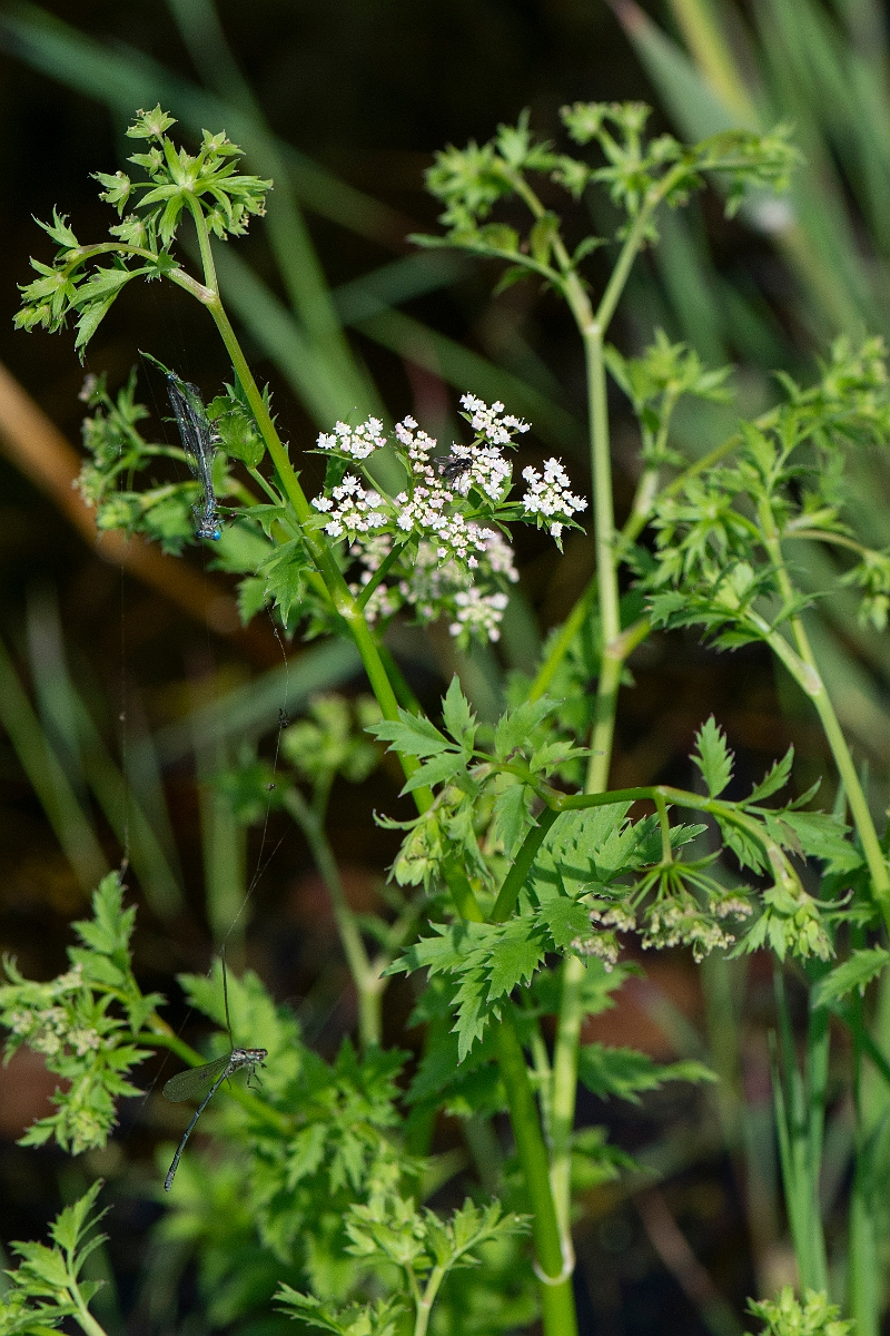 David Plant Photography - Wildlife Photography - Lesser water-parsnip - A.JPG - Lesser water-parsnip - Norfolk