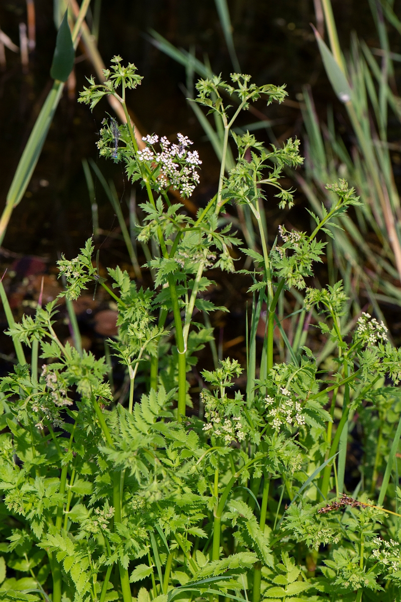 David Plant Photography - Wildlife Photography - Lesser water-parsnip - B.JPG - Lesser water-parsnip - Norfolk