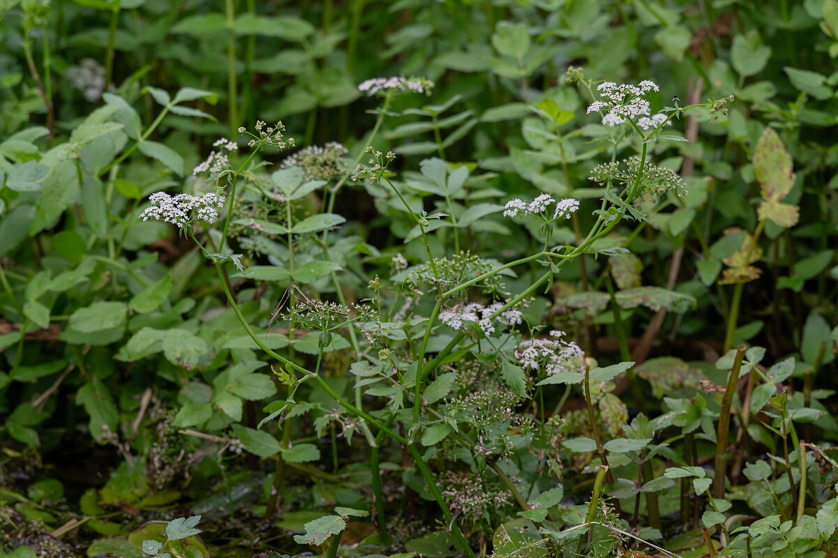 David Plant Photography - Wildlife Photography - Lesser water-parsnip - C.jpg - Lesser water parsnip - Cambridgeshire