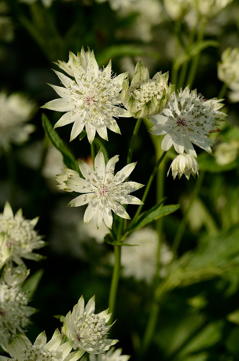 David Plant Photography - Wildlife Photography - Masterwort - B.jpg - Masterwort - Cotswolds