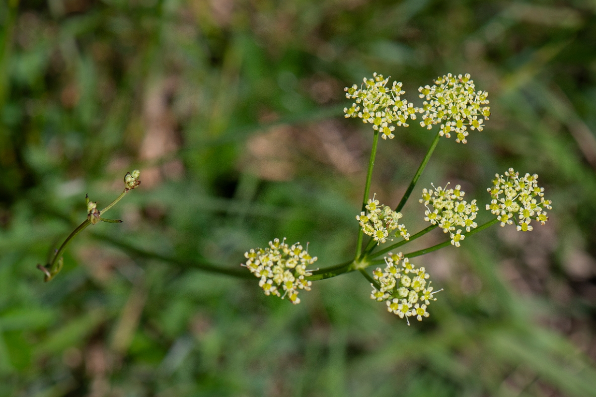 David Plant Photography - Wildlife Photography - Pepper-saxifrage - A.JPG - Pepper-saxifrage - Somerset