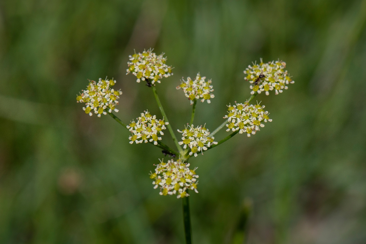 David Plant Photography - Wildlife Photography - Pepper-saxifrage - B.JPG - Pepper-saxifrage - Somerset