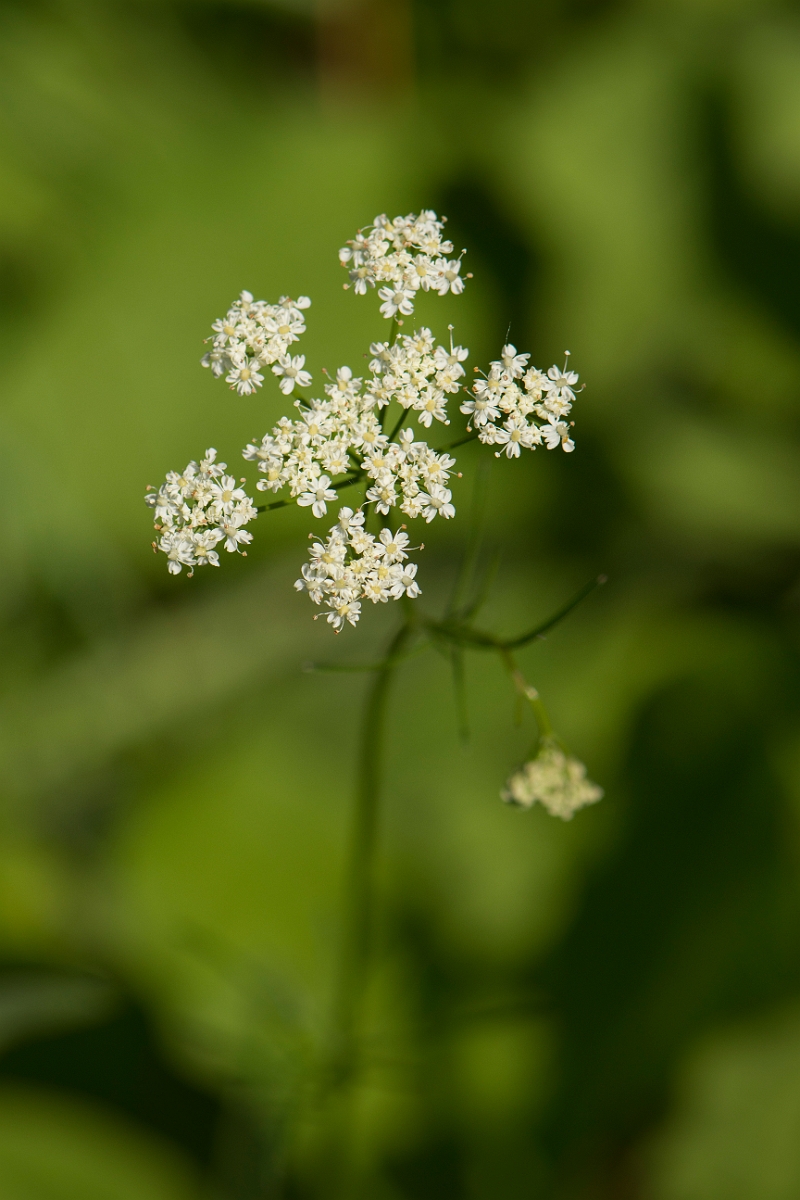 David Plant Photography - Wildlife Photography - Pignut - A.jpg - Pignut - Buckinghamshire