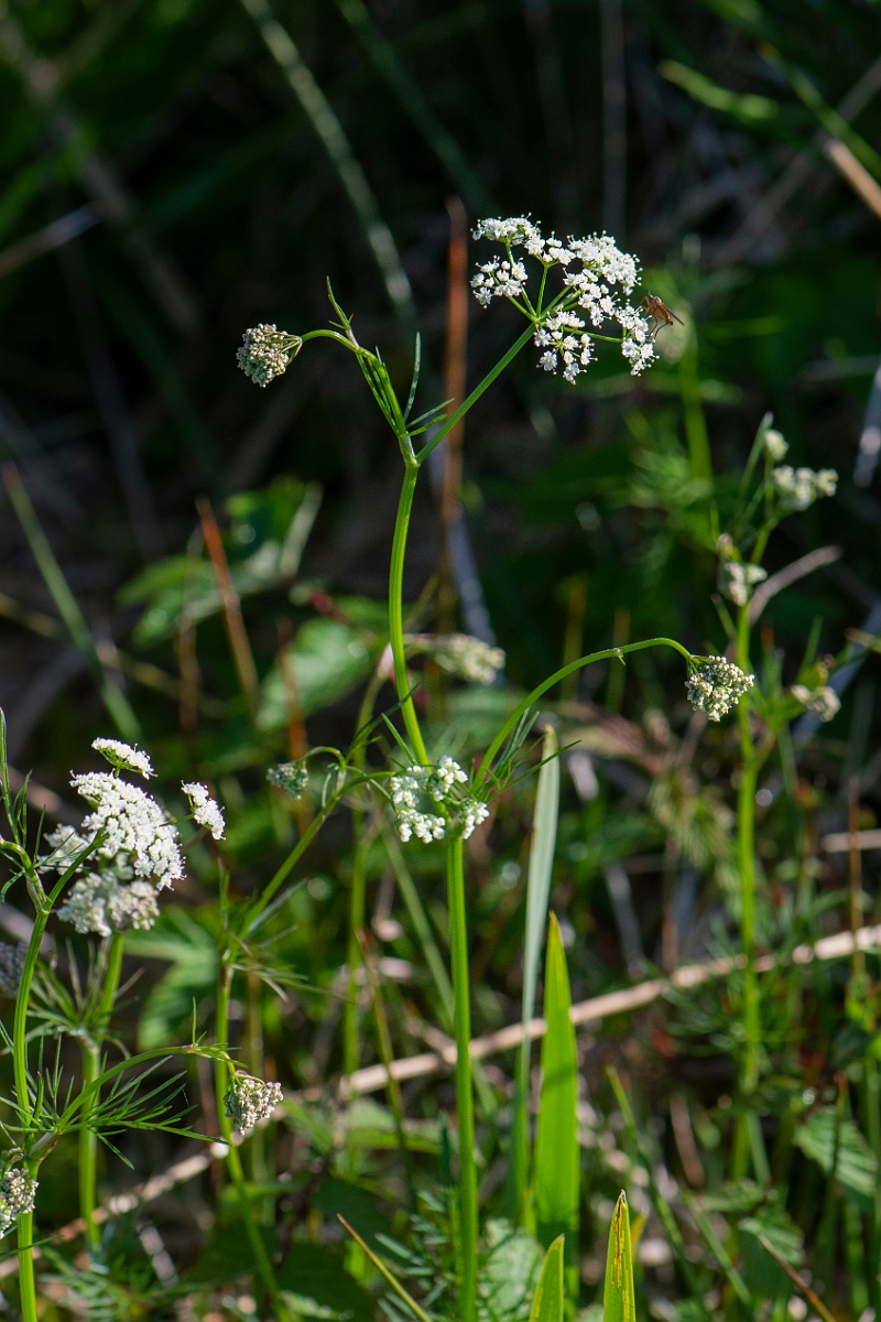 David Plant Photography - Wildlife Photography - Pignut - D.JPG - Pignut - Argyll
