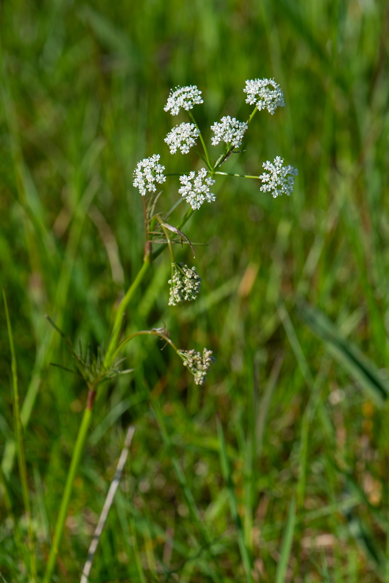 David Plant Photography - Wildlife Photography - Pignut - E.JPG - Pignut - Argyll