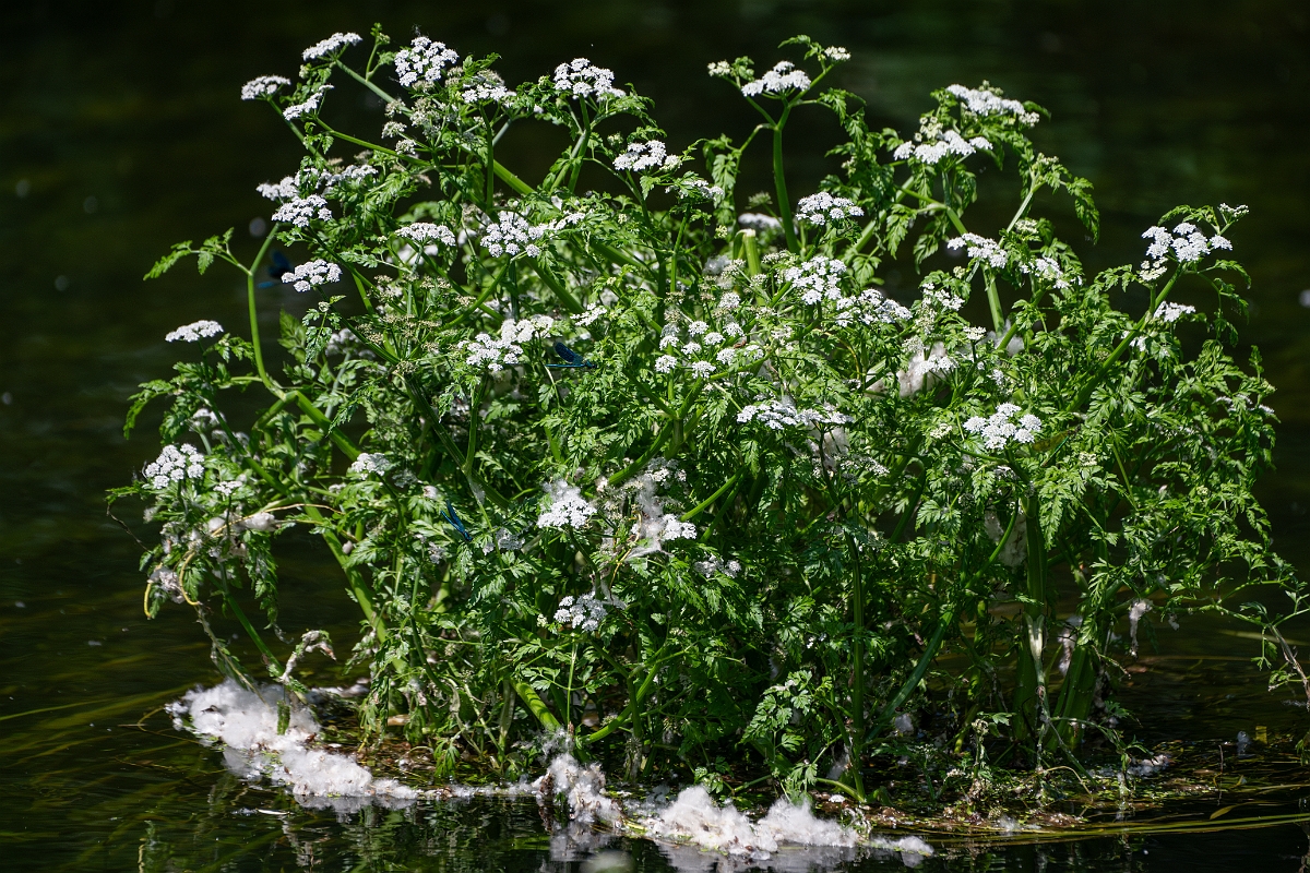 David Plant Photography - Wildlife Photography - River water dropwort - A.jpg - River water dropwort - Norfolk