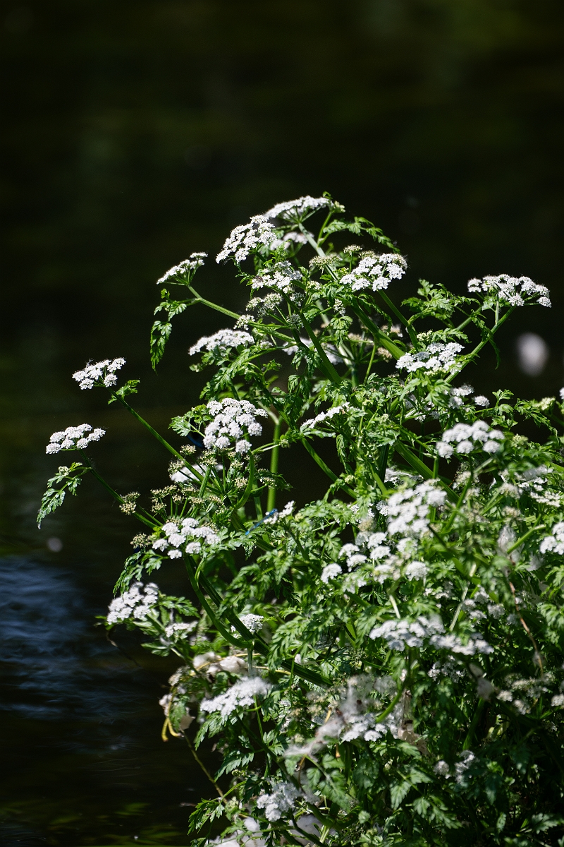David Plant Photography - Wildlife Photography - River water dropwort - B.jpg - River water dropwort - Norfolk
