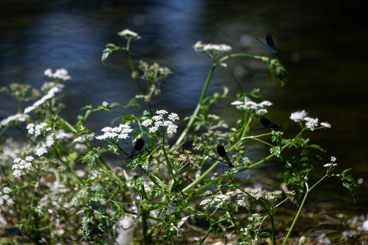 David Plant Photography - Wildlife Photography - River water dropwort - C.jpg - River water dropwort - Norfolk