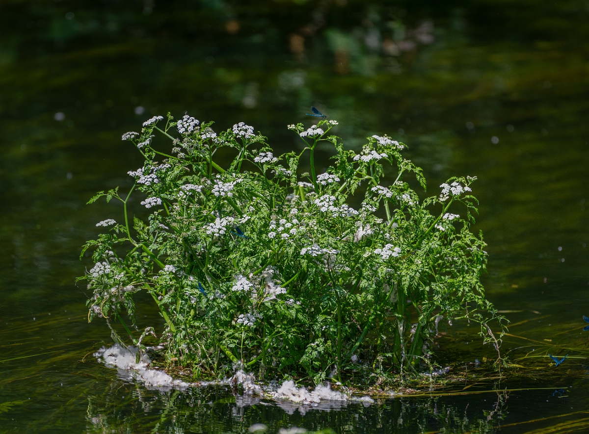 David Plant Photography - Wildlife Photography - River water dropwort - D.jpg - River water dropwort - Norfolk