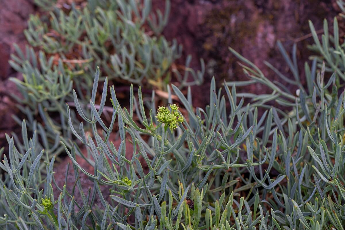 David Plant Photography - Wildlife Photography - Rock samphire - A.jpg - Rock samphire - Cornwall