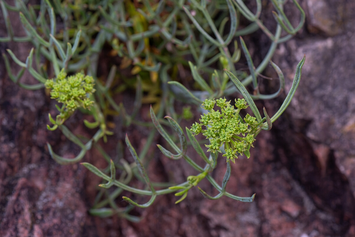 David Plant Photography - Wildlife Photography - Rock samphire - B.jpg - Rock samphire - Cornwall