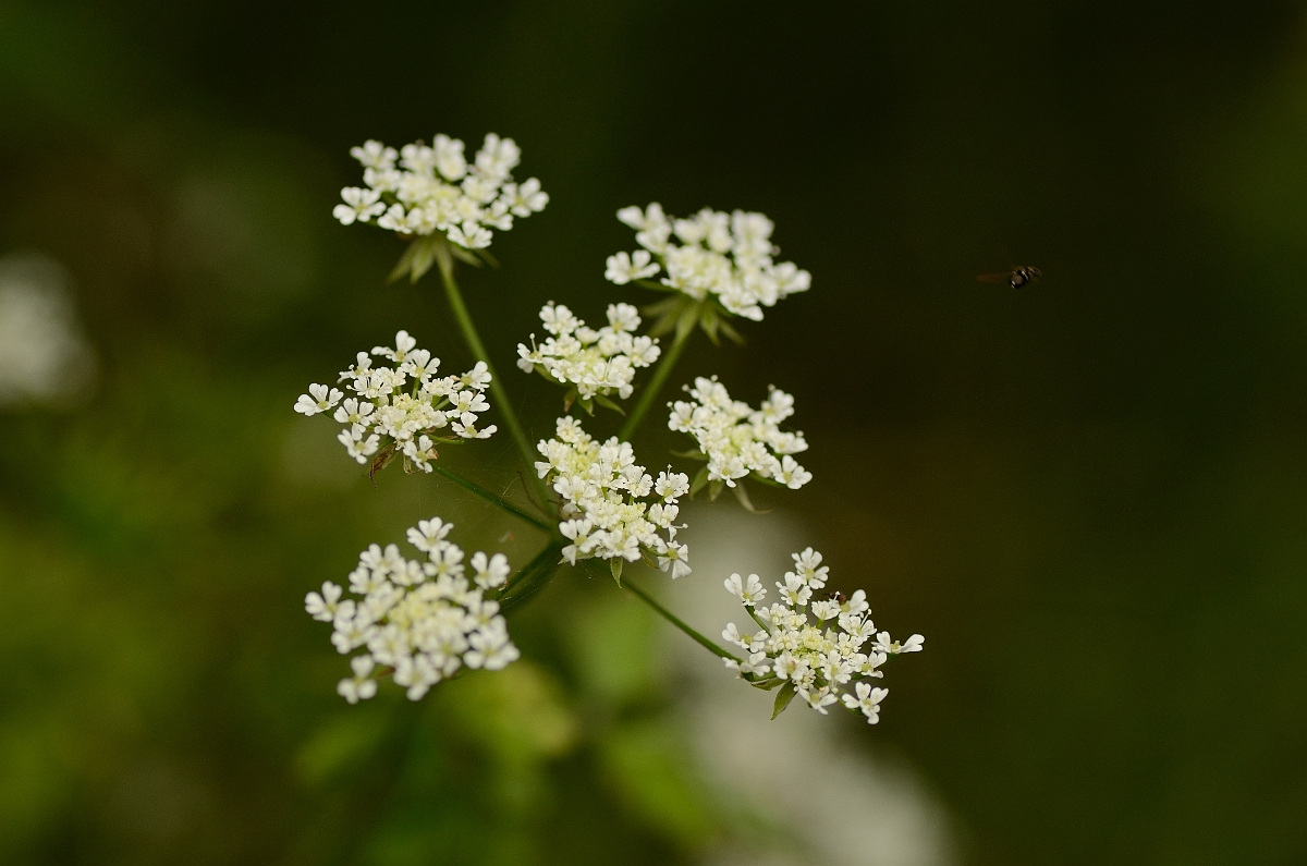 David Plant Photography - Wildlife Photography - Rough chervil - A.jpg - Rough chervil flowers - Suffolk